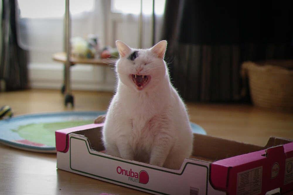 双城记,维尼修斯点亮的未来,与巴萨赢下的现在