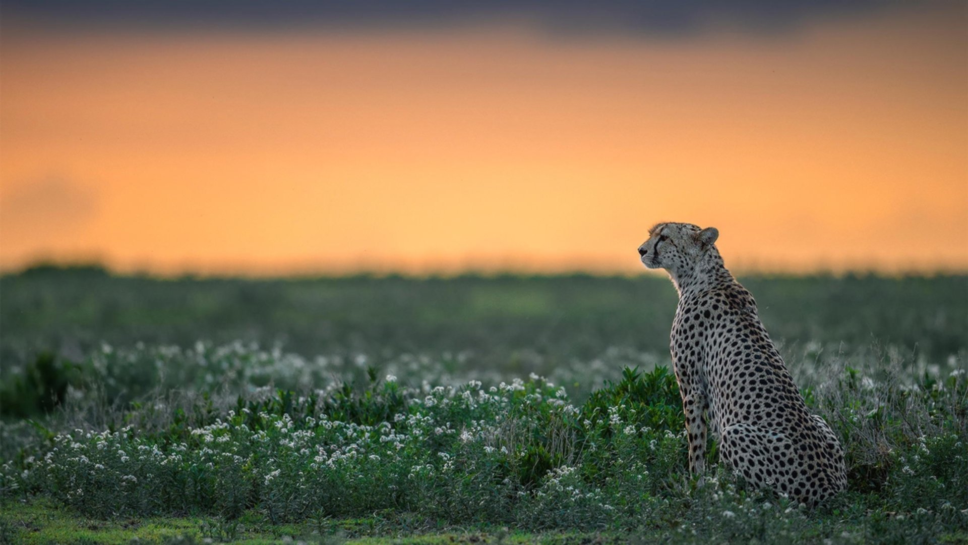 戈贝尔30+20统治加时！爵士鏖战力克广厦，沉睡巨兽彻底苏醒