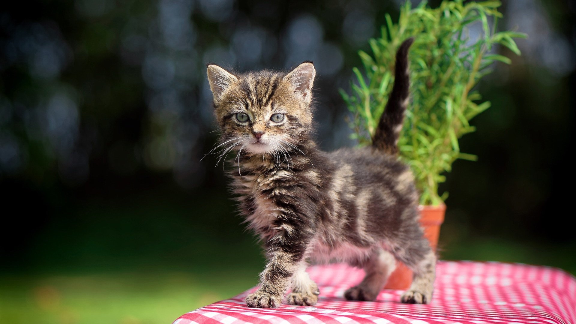 欧战烽火，意甲焦点战中的摩洛哥力量与塞维利亚铁壁鏖战