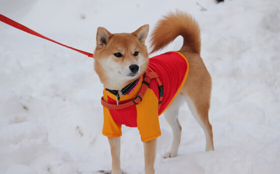 终场铁卫闪耀！巴萨末节变阵绝杀瑞士，弗拉霍维奇化身胜负手