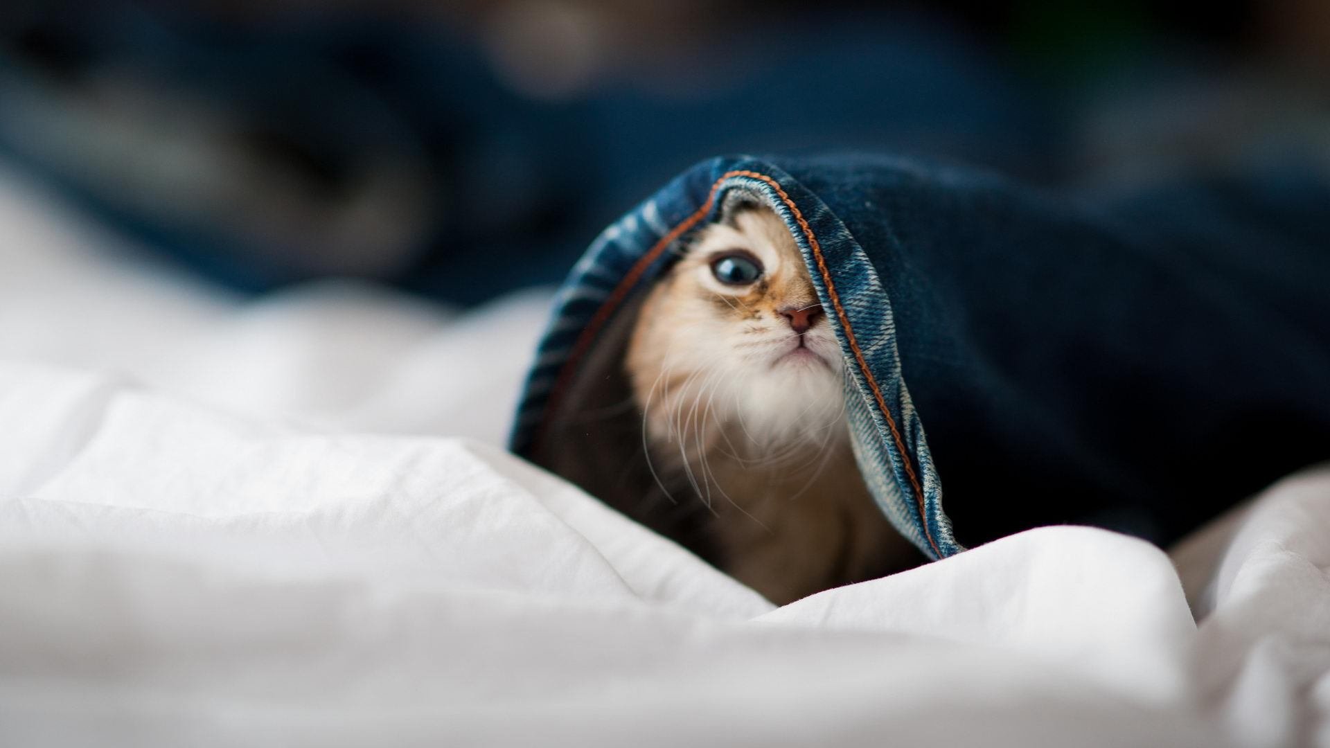 擎天柱！武切维奇52+18撑起北京，浙江防线被他撕成碎片