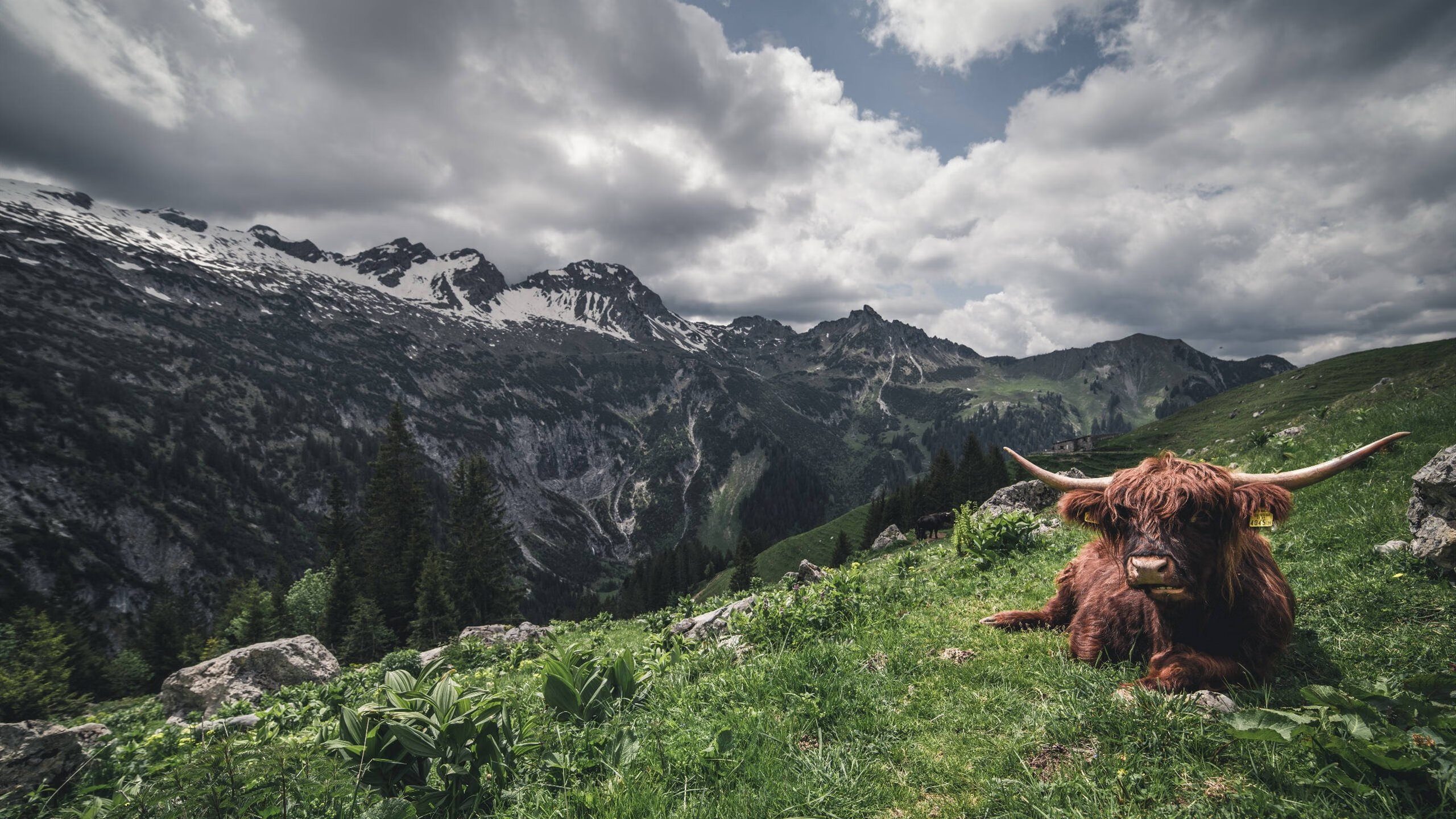 速度与终场哨,当F1引擎轰鸣遇上德罗赞的绝杀之夜