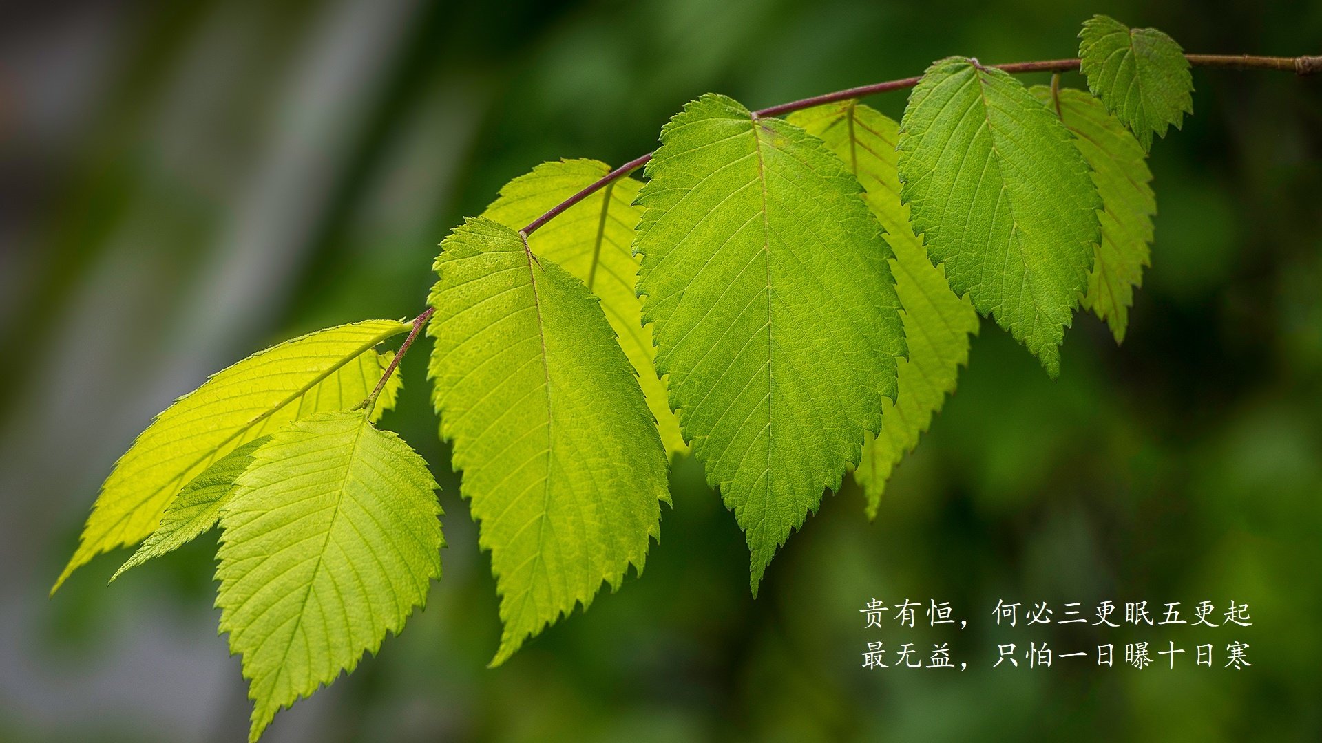 孤星之战,2026世界杯B组,奥斯梅恩的独舞与葡萄牙的精密暴政
